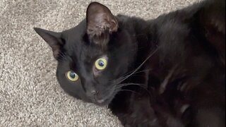 Adopting a Cat from a Shelter Vlog - Cute Precious Piper Shows Her Pretty Face