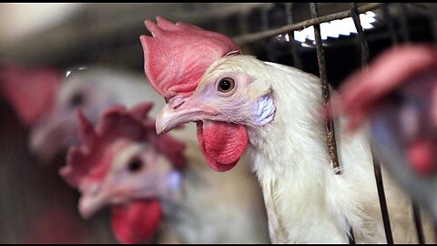 Meanwhile, New Bill Would Allow Texans to Have Chickens in Back Yard as Egg Prices Continue to Skyro