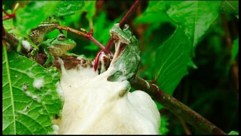 Frog Mating Foam Party - 4K UHD - Japan- Earth's Enchanted Islands