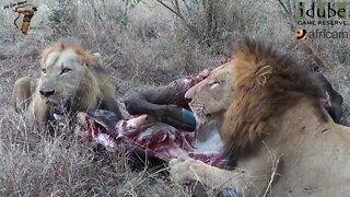 Lions With Buffalo | Last Selati Sighting