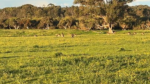 Lots of kangaroos… just an Aussie thing to see