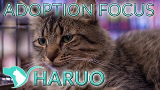 Haruo - Adoption Focus | 2yr female