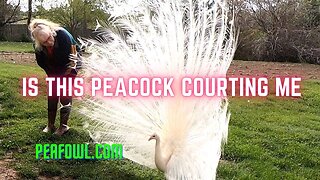 Is This Peacock Courting Me, Peacock Minute, peafowl.com