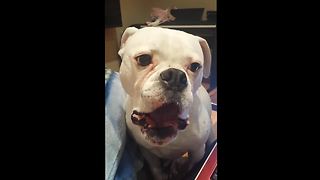 Vocal Boxer Adorably Begs For Playtime