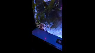 Florida Aquarium Octopus 🐙 plays