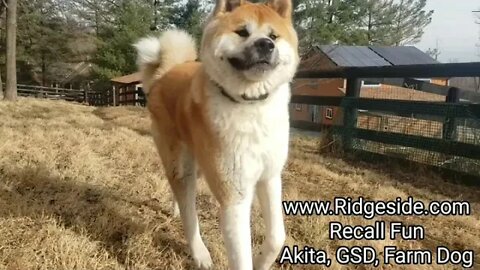 Dog Training "Tone Recall" Fun. Starring an Akita, German Shepherd and an Amazing Farm Dog Cross