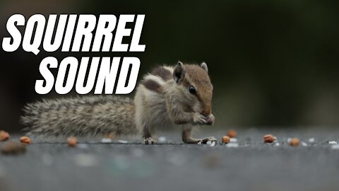 Squirrel Sound Effect | Loud Squirrel Chirping Sounds | Kingdom Of Awais