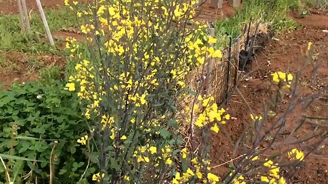 Wild Island Seeds - How do kale seeds form?