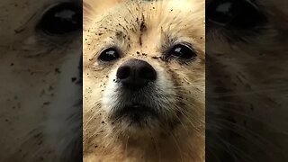 No estoy tan sucio, verdad? #doglover #dog #dogshorts #spitz_dog #perros