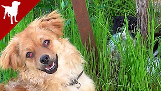 Dog Afraid of Cats - Kokoni Dog Breed