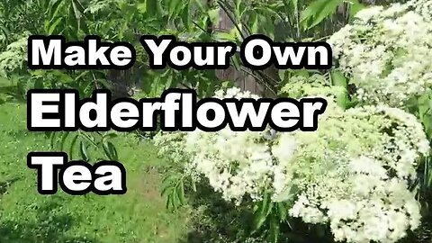How to make Elderberry Flower Tea - Elderberry Flower Tea #flowerteas #herbaltea