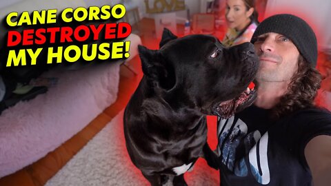 Cane Corso DESTROYED My House!