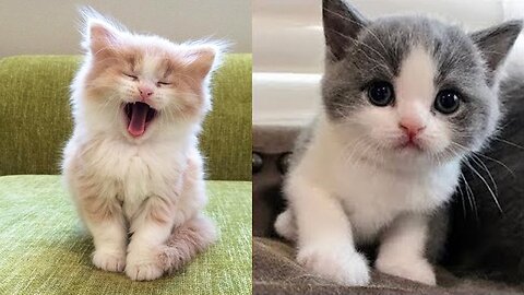 Kitten Craziness: Adorable Kittens Being Silly!