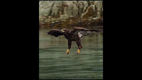 A hawk's eye can find its prey from five kilometers away🥱😮Amezing video