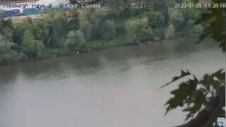 Hays Bald Eagle flies on the Monongahela River 2020 07 25 726pm