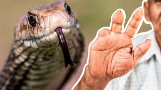 HTS Presents: Most Dangerous Snake Bites (part 2)