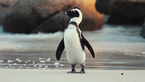 Wonderful World of Penquins