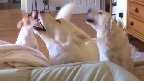 Trio of dogs engage in extreme howling contest