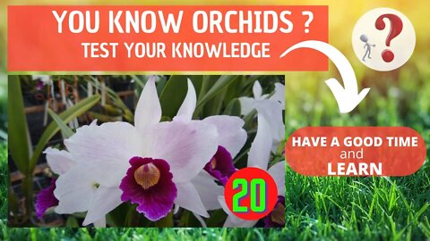 DO YOU KNOW ORCHIDS? WHAT IS THE NAME OF THIS ORCHID?HAVE FUN IDENTIFYING THIS ORCHID