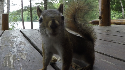 Red squirrel completely baffled by peanut prank
