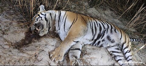 The Tragic Tale of Tigers: A Dark Reality in Parsa National Park