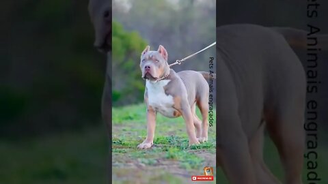 Pitbull gigante monstro - olha o tamanho #shorts