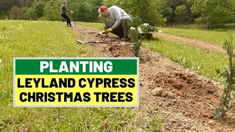 #133 Planting Leyland Cypress for Christmas Trees - Our Last Planting of Spring 2020