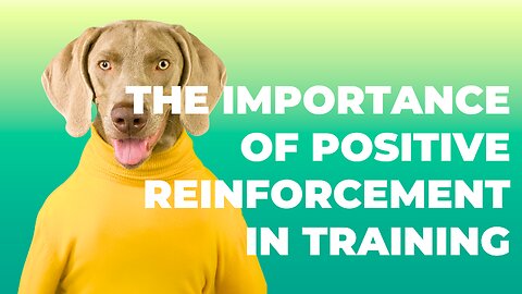 The importance of positive reinforcement in training