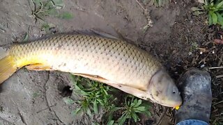 Catching Big River Carp From Shore
