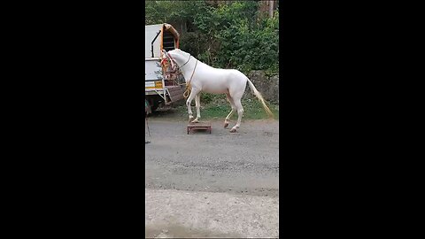 Horse Dancing