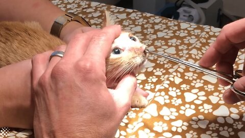 Gigantic pulsating parasite extracted from 8-week-old kitten.