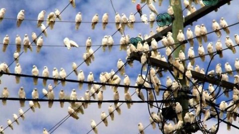 Saw these Corella's being silly in Stanthorpe, Australia