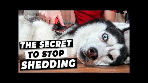 5 ways to Reduce Dog Shedding and Keep Your Home Clean