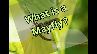 What is a Mayfly?