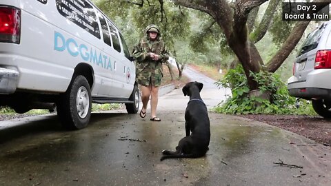 What can a dog learn in 6 days? Board & Train with a 5 month old Labrador Retriever Mix