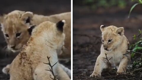 It's so stunning lions bebies