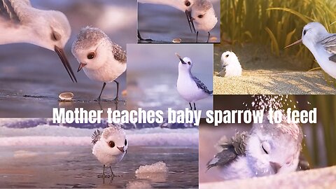 |Chidya wala cartoon|Mother sparrow feeding baby sparrow/Baby bird eating