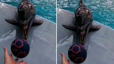 Training dolphin agility playing ball