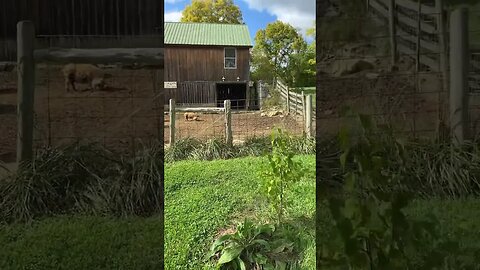 Escape artist are getting locked down! | #kunekune #pig #homesteading #farmlife