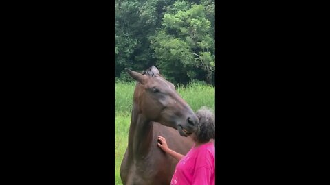 Big mare enjoying her human scratches and reciprocates the grooming: Tuppy died 2 weeks later