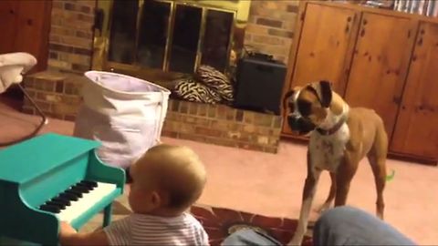 Baby Girl Performs Musical Duet With Boxer Best Friend
