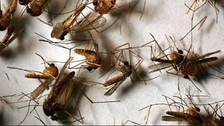 Vaccination Through Genetically Modified Mosquitoes