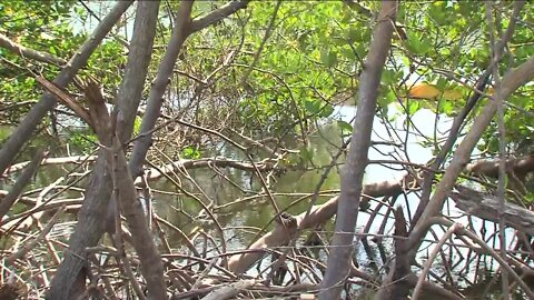 Fort Myers Beach community fights mangrove clearing in Old Pelican Bay