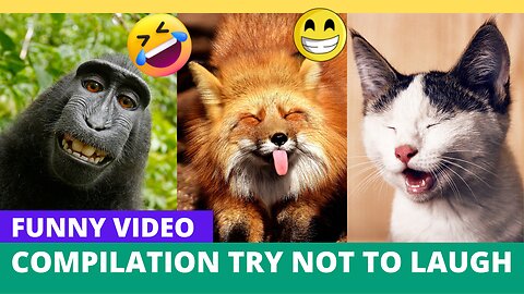 Funny animals 10 minute compilation try not to laugh - Funny comedy moment with animals - cats -