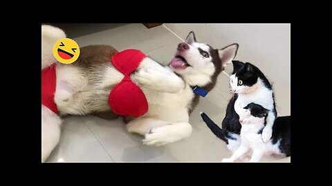 Funny Cats and Dogs videos 2023 😅 - best funniest animals video of the year