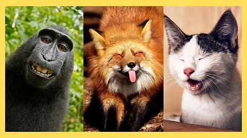 Whiskers & Giggles: 😂 A Delightful Animal Comedy Show" 😺🐶. part: 2