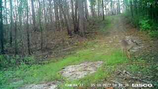 3 Leg Deer is still making it. 4 weeks since he was injured.