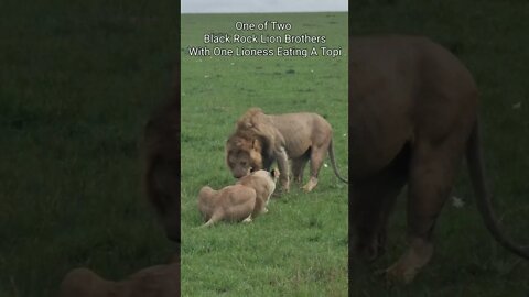 Maasai Mara Sightings Today 02/02/22 (Lions, Leopard, Hippo, etc) | Zebra Plains | #shorts