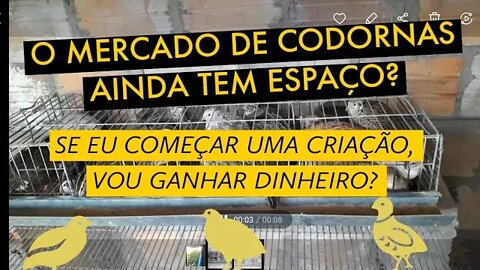 GANHE DINHEIRO COMEÇANDO UMA CRIAÇÃO DE CODORNAS HOJE / VIVER DE CODORNA