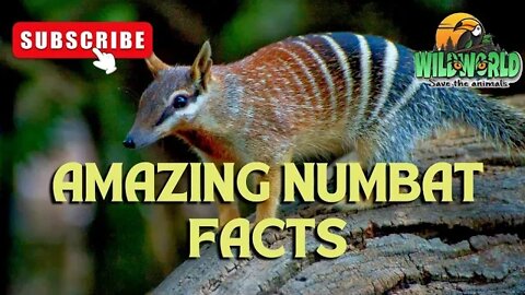 amazing numbat facts